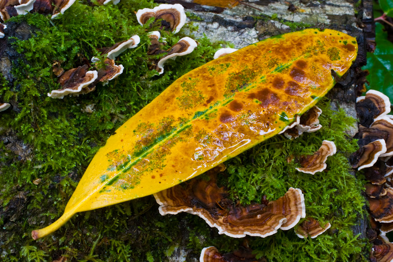 Fallen Leaf And Turkey-Tail Fungus